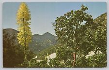 Bakersfield California, Yucca & Manzanita Angeles National Forest, VTG Postcard picture