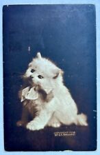 1904 Kitten In Hat. My Masters Hat. Vintage Cat Postcard picture