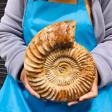4.95LB Natural Whole Ammonite Fossilized Crystal Mineral Specimen Reiki Healing picture