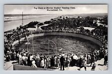 Marineland FL-Florida, Top Deck at Marine Studios Feeding Time Vintage Postcard picture