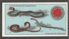 Churchman's Boy Scout card, A Series, 1916, No 31, Some British Reptiles picture