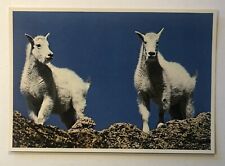 Postcard - Mountain Goats picture