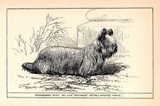 Antique Skye Terrier Print 1912 Moore Ch Duchess Skye Terrier Wall Art 4819t picture
