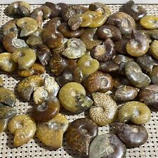 1000g Natural ammonite fossil conch crystal specimen healing picture