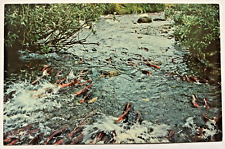 Sockeye Salmon Spawn Kodiak Island Alaska AK Fish Stream Vintage Nature Postcard picture