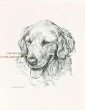 #170 GOLDEN RETRIEVER dog art print * Pen and ink drawing by Jan Jellins picture