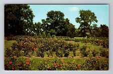 Minneapolis MN-Minnesota, Magnificent Rose Garden, Antique, Vintage Postcard picture