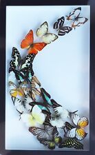 LUXURY ART REAL MIX BUTTERFLY IN FRAME DISPLAY INSECT TAXIDERMY WALL DECOR picture