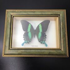 VTG The Real Peacock Butterly Wood Frame 9''x7'' Inches.Fast ship picture