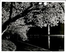 LD308 1990 Orig Photo WASHINGTON MONUMENT TIDAL BASIN CHERRY BLOSSOMS AT NIGHT picture
