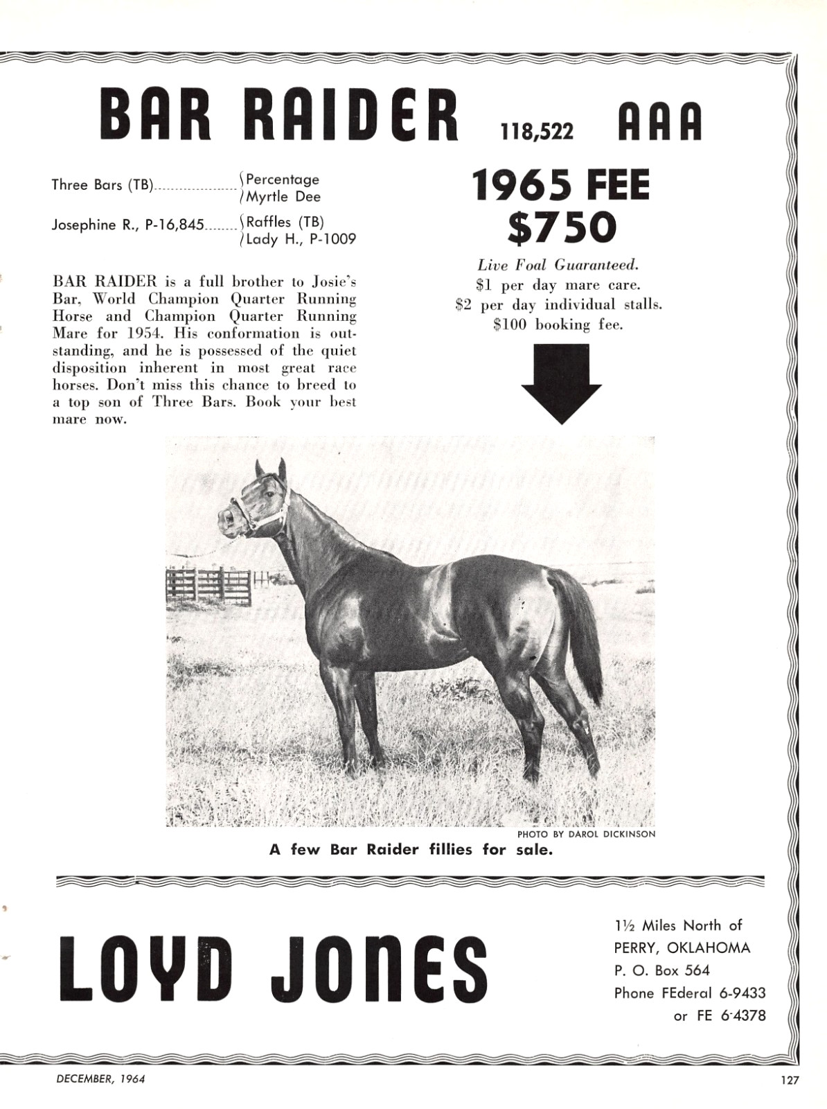 Bar Raider AAA Perry OK Lloyd Jones Quarter Horse Stud 1964 Magazine Print Ad