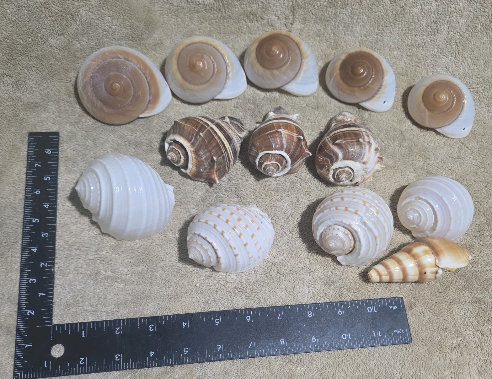 13x Sea Shells Lot Various Sizes/Types Florida & Keys Conch  Muffin Spotted Tun