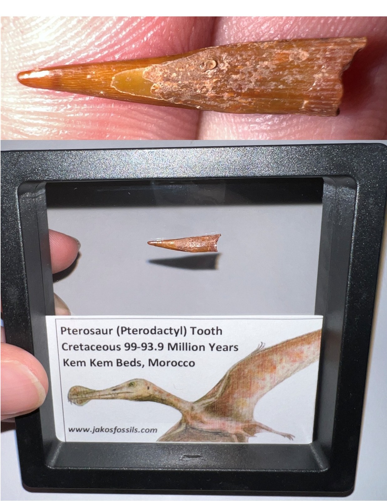 PTEROSAUR PTERODACTYL Dinosaur Era Flying Reptile Fossil Tooth Lot One per Order
