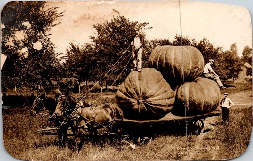 RPPC Postcard Exaggerated Image Farmers Pull Huge Pumpkins on Wagon ©1909  15336