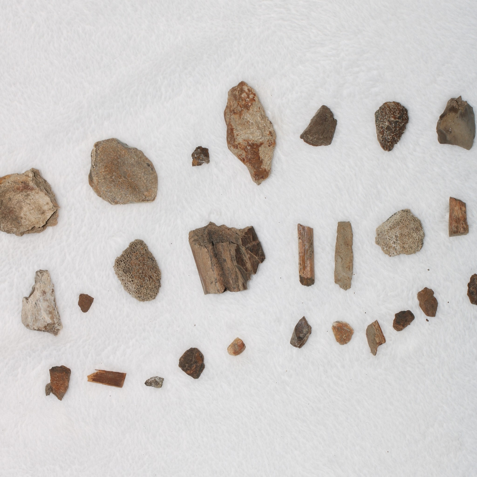 Random Dinosaur bone scraps from Hell Creek Formation, South Dakota - Cretaceous