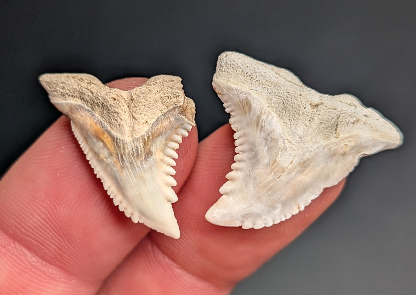 Stunning Pair Of Cream Colored Snaggletooth Shark Teeth From South Carolina 