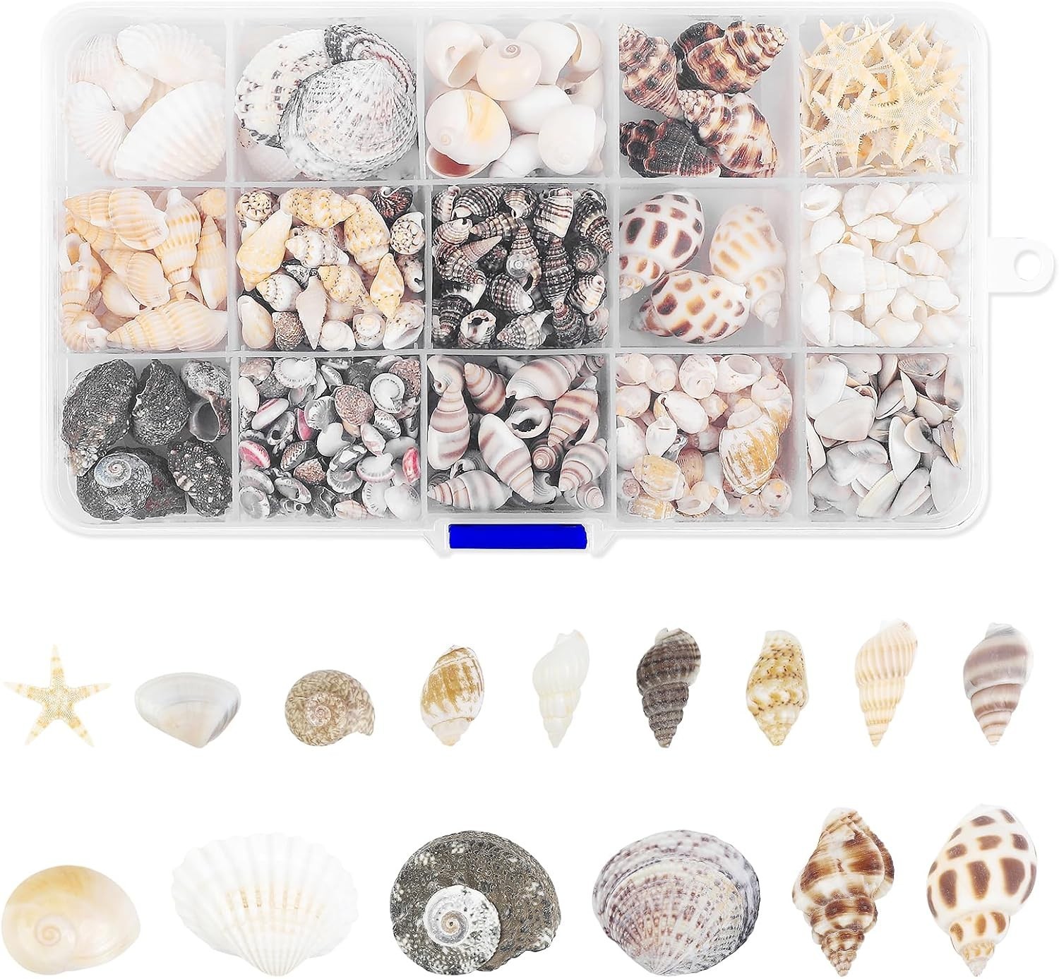 15 Types 800 Pcs Natural Tiny Mini Sea Shell Conch Starfish with 15 Compartme...