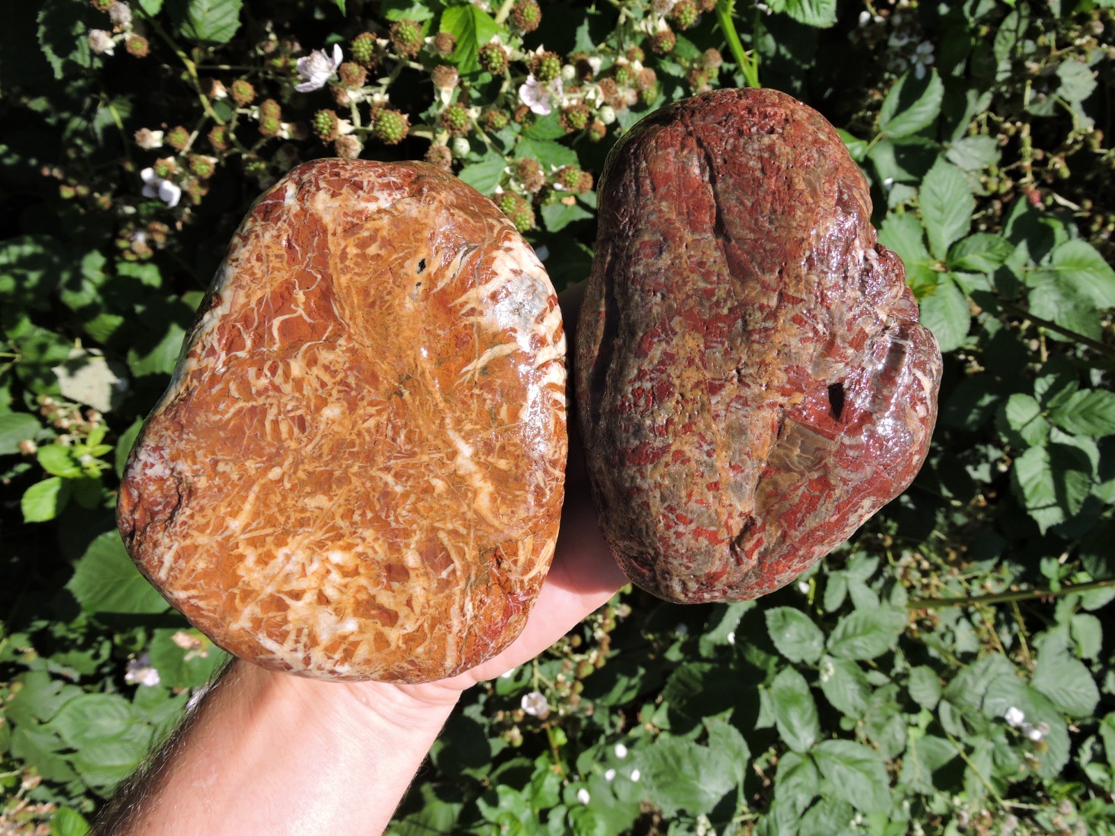 Pair of HIGH QUALITY Brecciated PNW Jasper Cobble Stone Nodules (4 lbs+)