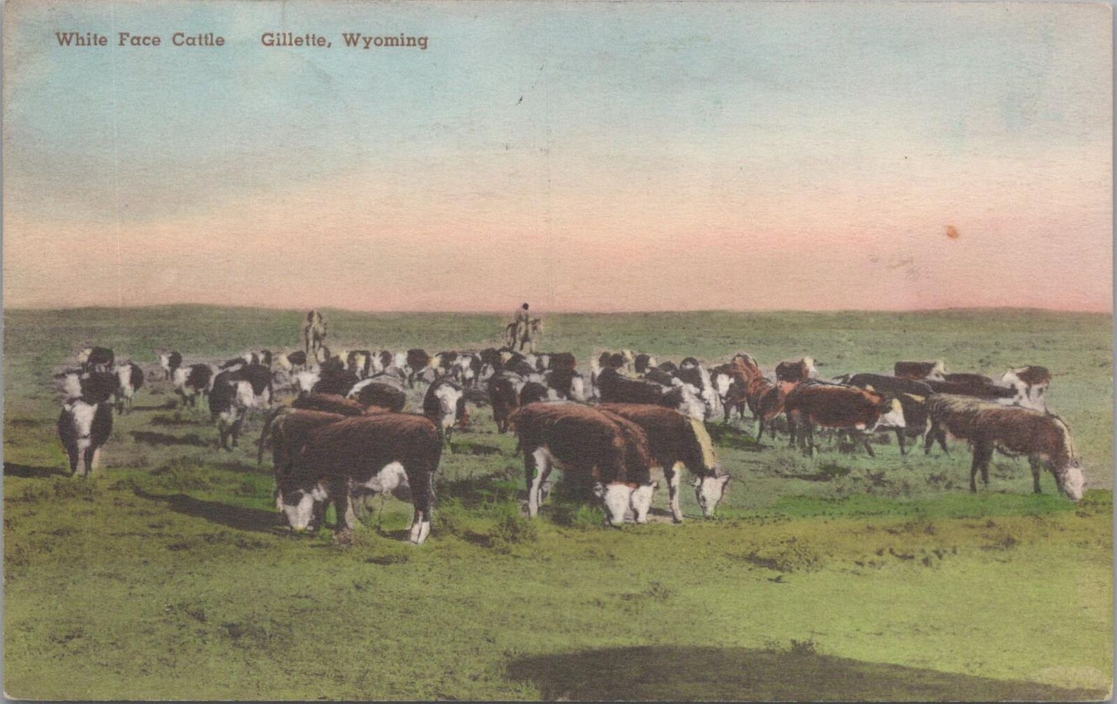 Postcard White Face Cattle Gillette Wyoming WY 
