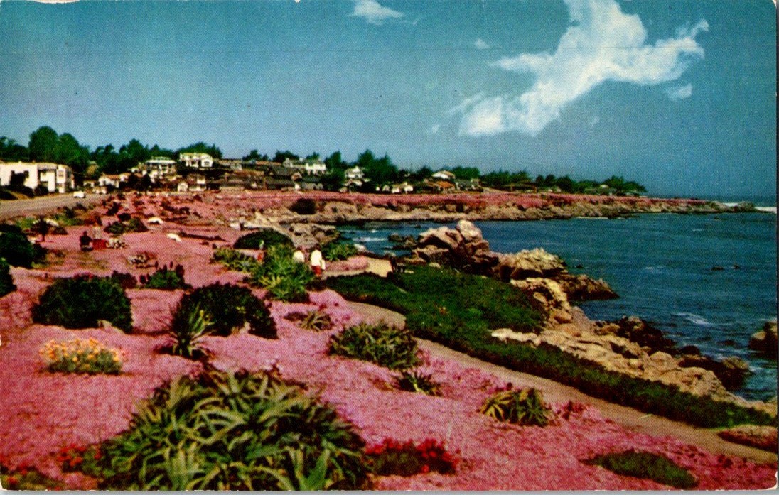 Vintage Ocean View Boulevard Pacific Grove Claifornia Postcard