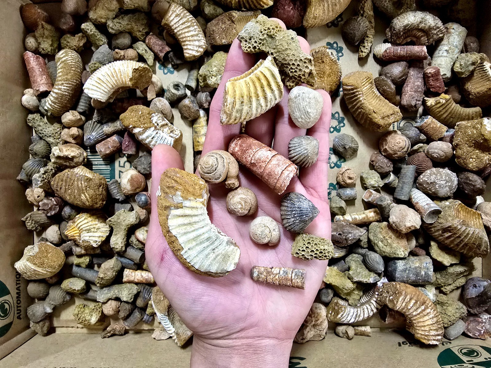 Fossils Mix Bulk Moroccan Assorted  Ammonite Brachiopods Gastropods & More