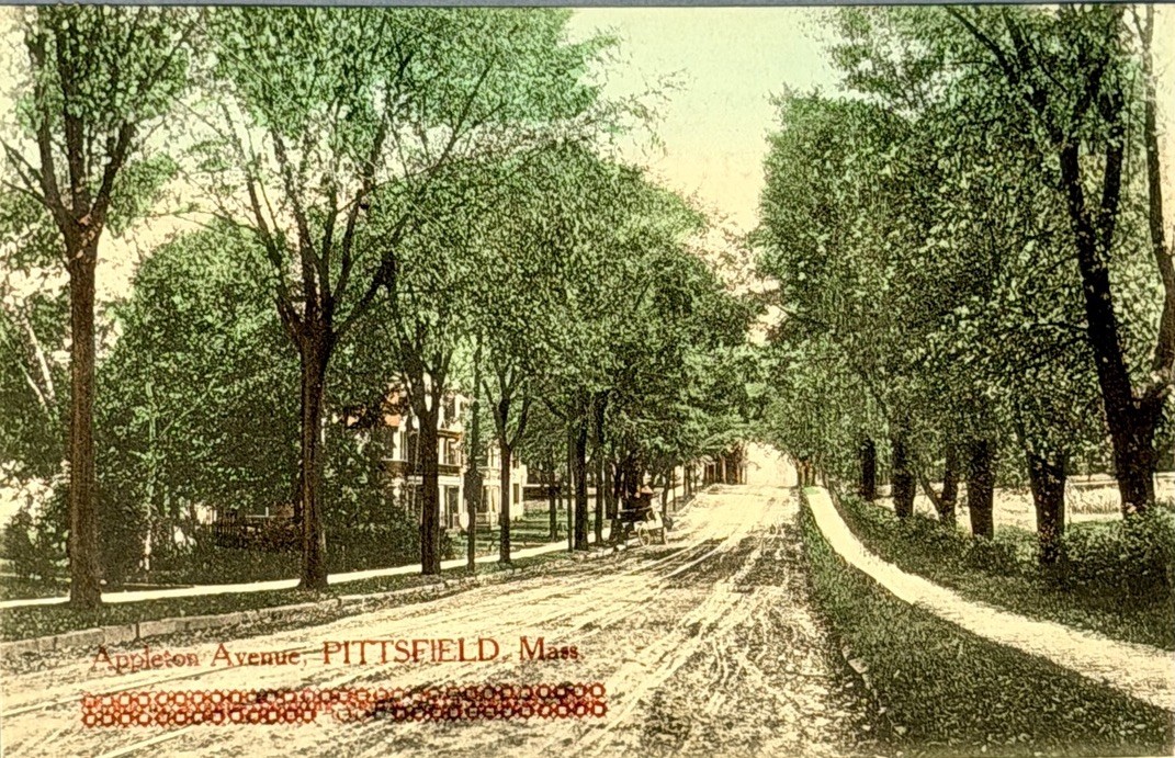 Pittsfield Massachusetts Appleton Avenue Antique Postcard 1908 Horse Carriage
