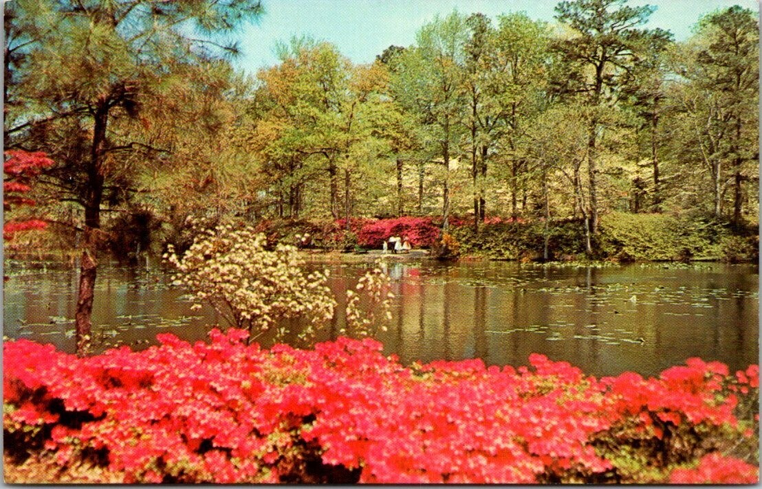 Municipal Gardens Azalea Blooms Norfolk Virginia Vintage Chrome Postcard A65