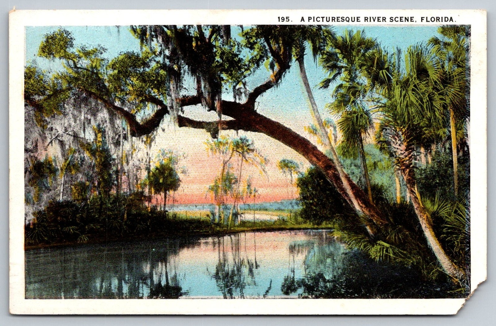 River FL Florida Postcard Spanish moss palms scenic landscape sunset c1940 Linen