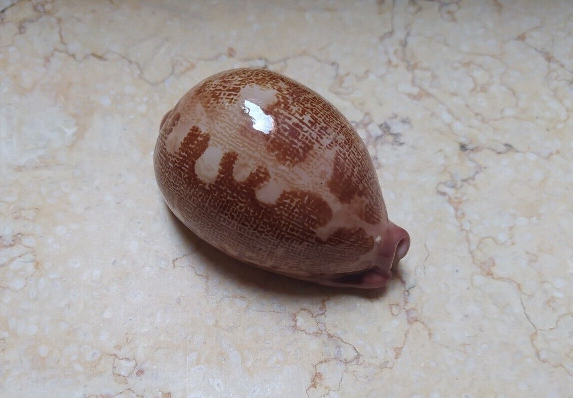 F Cypraea mappa rosea singularis great pattern 79mm F++++ natural glossy rare