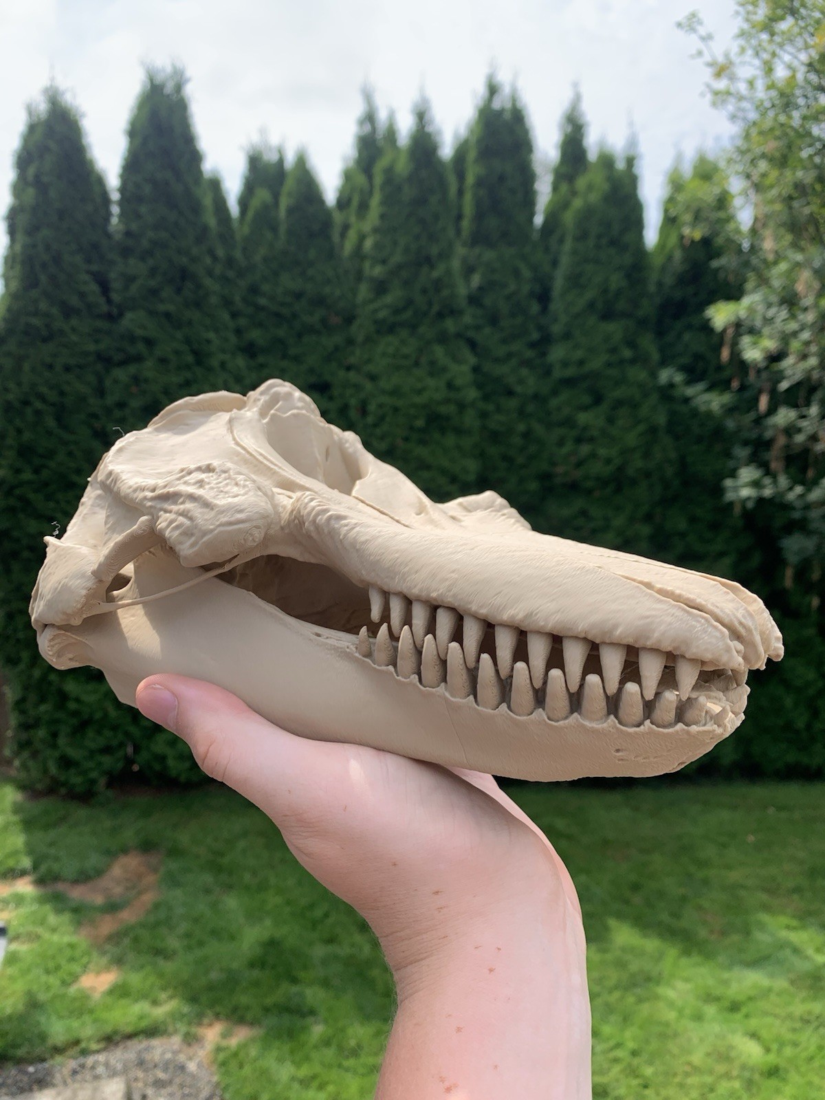 9.5” Killer Whale Orca Skull Replica – 3D Printed from CT Scan