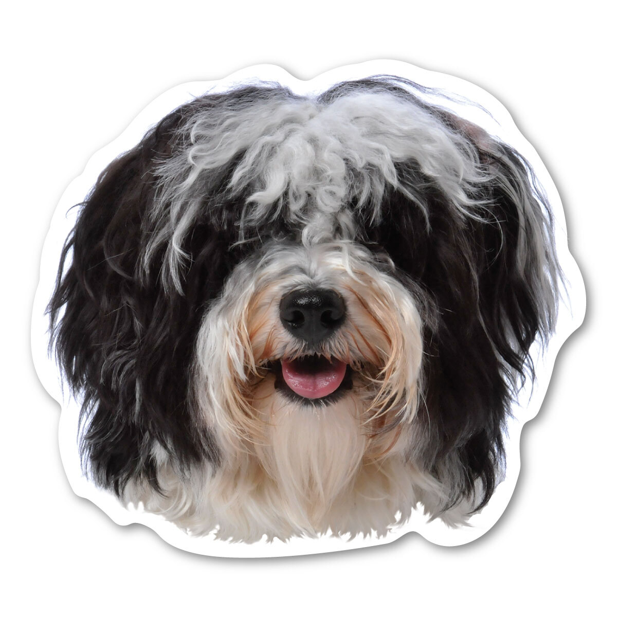 Havanese Magnet