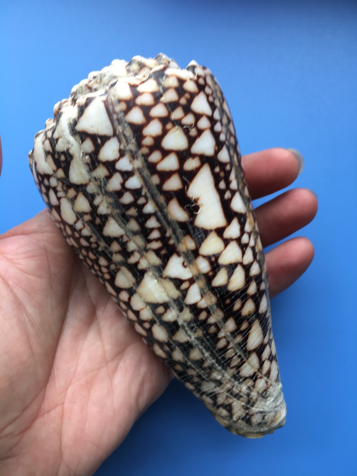 135mm | Conus bandanus |GIANT size | Nice pattern