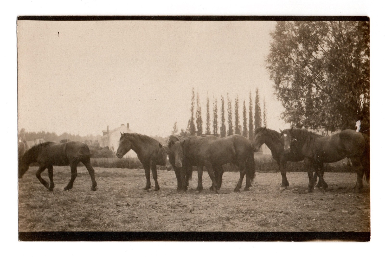 Six Dark Horses in a Field Real Photo Postcard RPPC Unposted Carte Postale Six Dark Horses in a Field Real Photo Postcard RPPC Unposted Carte Postale