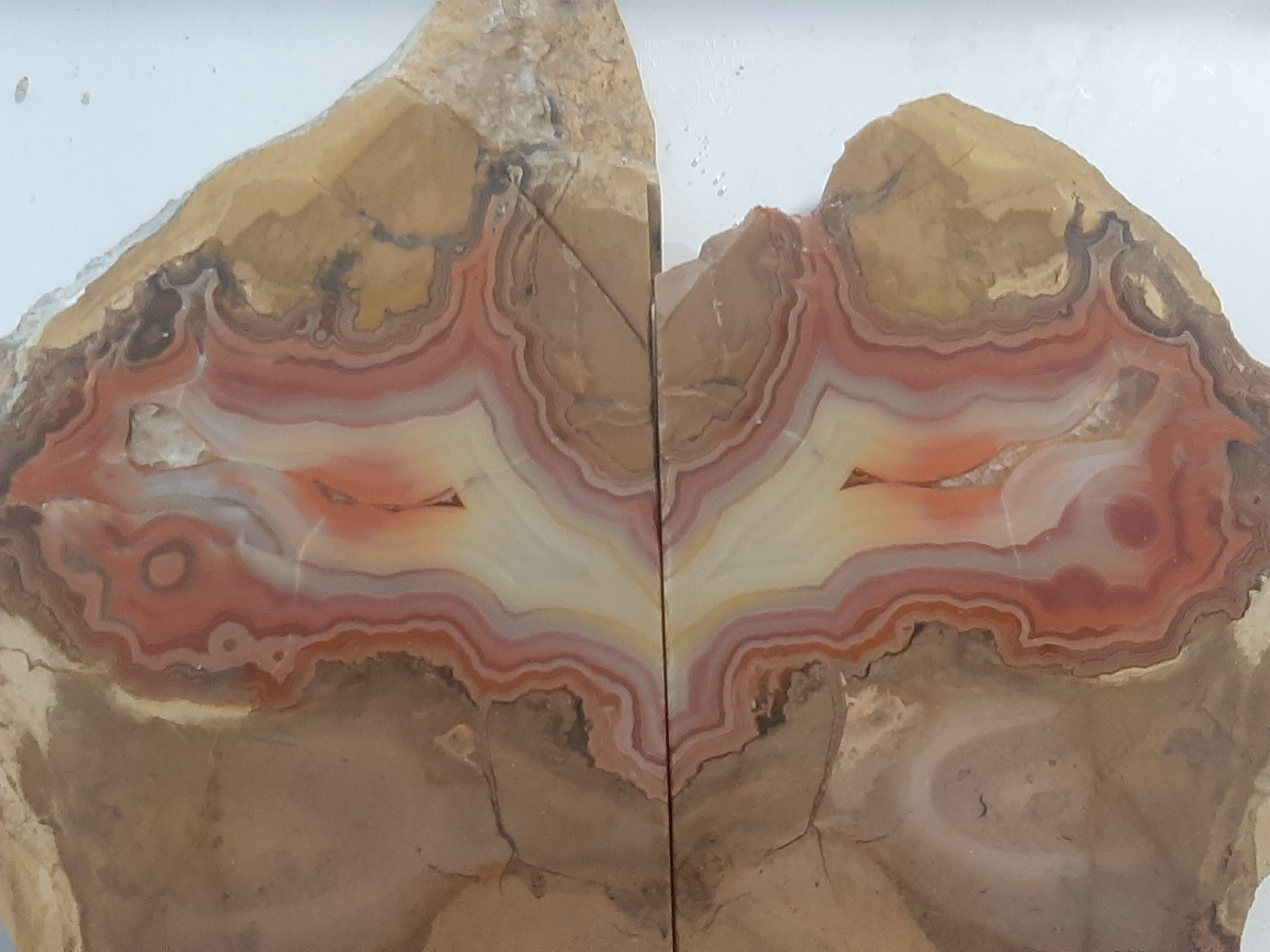 Extraordinary Pair of Black Hills Agate -Gold, Yellow, White, Silver, Red Extraordinary Pair of Black Hills Agate -Gold, Yellow, White, Silver, Red
