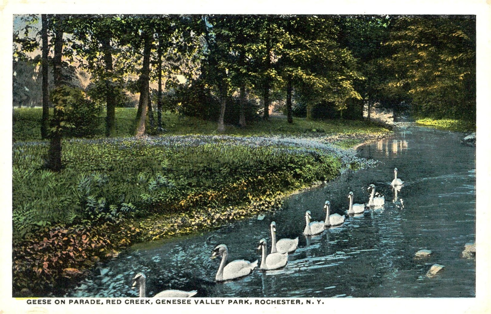 Swans in a Park Stream, c1910, Rochester, New York, Walker's Post Card Shop