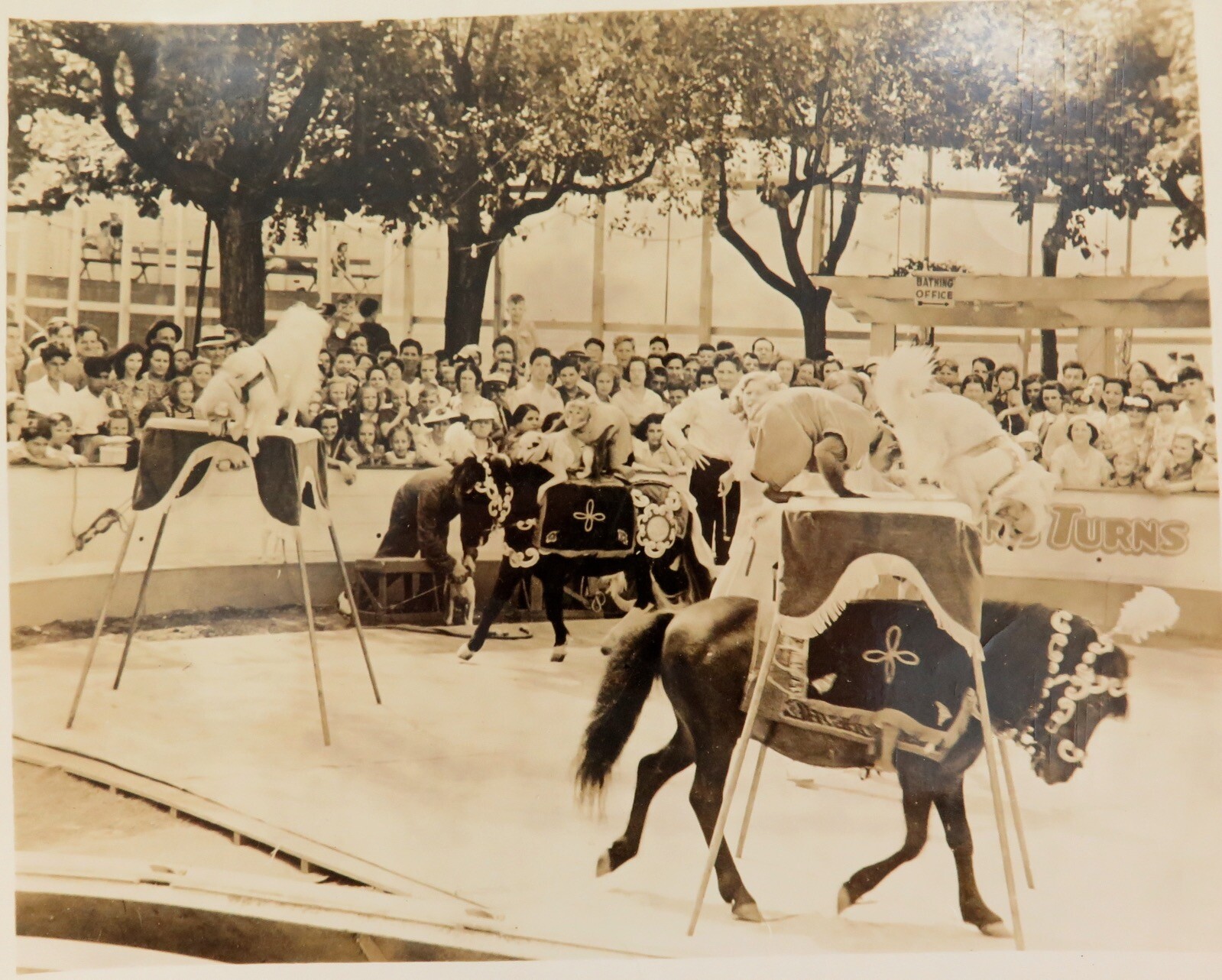 c1940s Unknown Performing Troupe Circus Large Photograph. Dogs, Monkeys, Horses