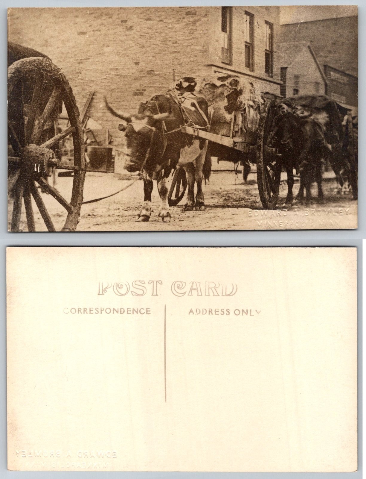 Minneapolis Minnesota Oxen Drawn Cart Street View Edward A. Bromley Postcard