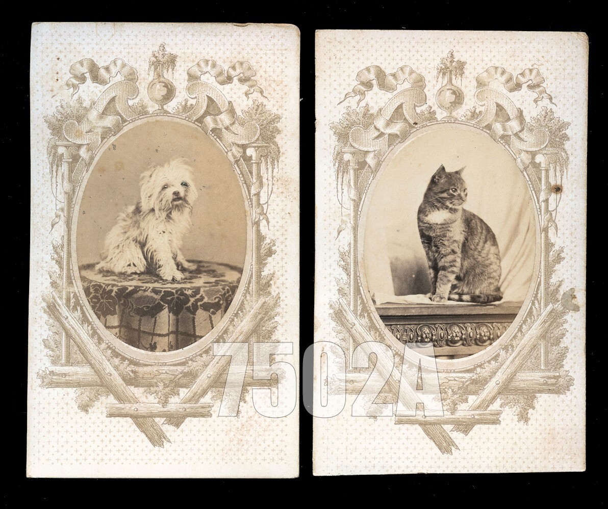 1860s CDV Photo Set Cute Cat & Dog Siblings Antique, 1800s