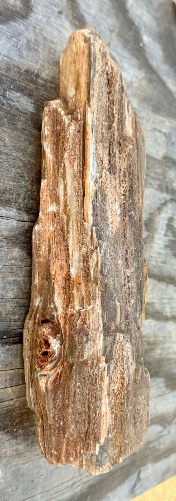 SUPERB* 3.5# Petrified Fossil Wood~Druzy~2 Knots~Knot Hole~Great Natural Shape