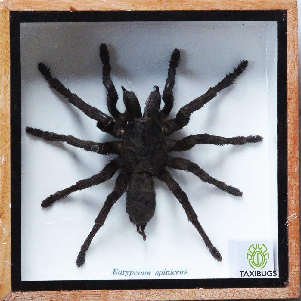 Real Spider Tarantula Taxidermy Mounted Specimen Insect Framed Insect Eurypeima