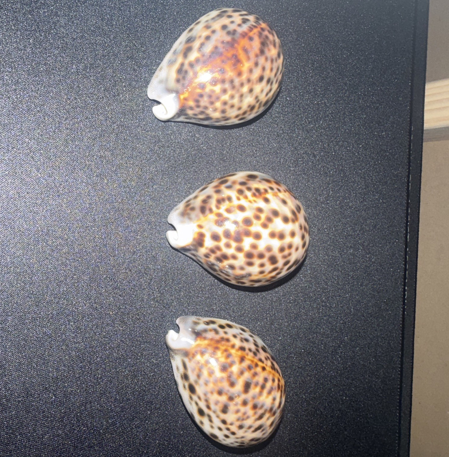 Spotted Cowrie Seashells - Lot of 3 Spotted Cowrie Shells listing #2