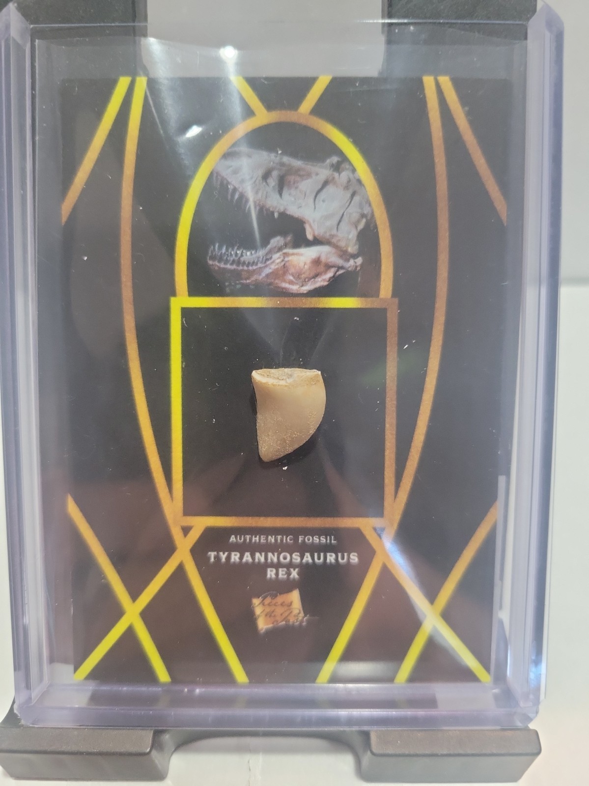 2022 Pieces Of The Past Jumbo Relic Tyrannosaurus Rex Tooth # 10