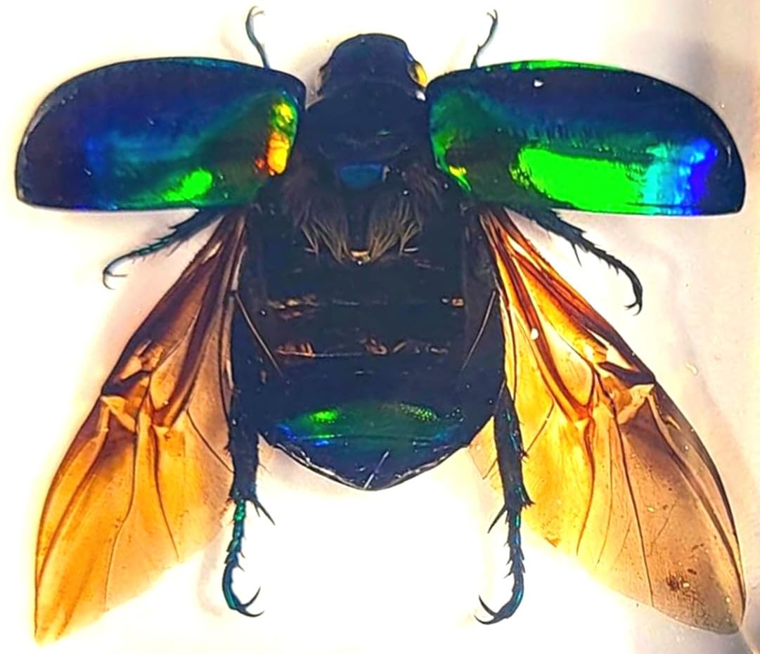 38mm Real Green Chafer Beetle w/Open Wings in Crystal Clear Lucite Resin Craf...