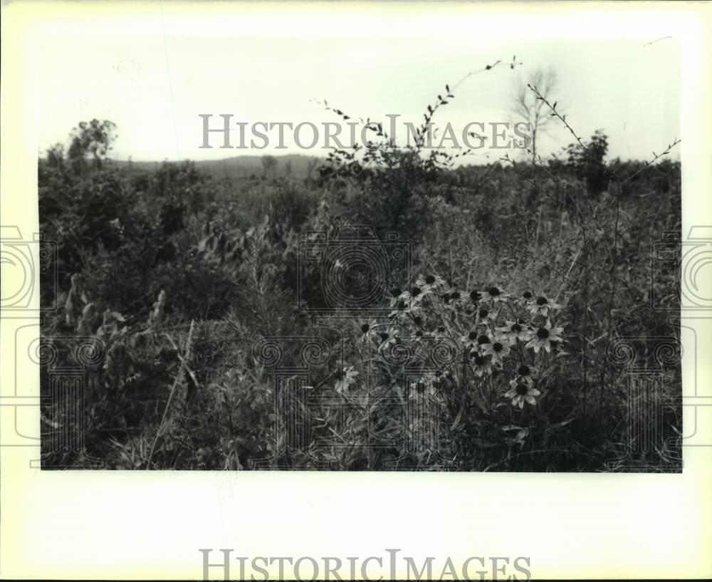 1989 Press Photo Wildflowers on Mount Driskill in Louisiana - noa97734