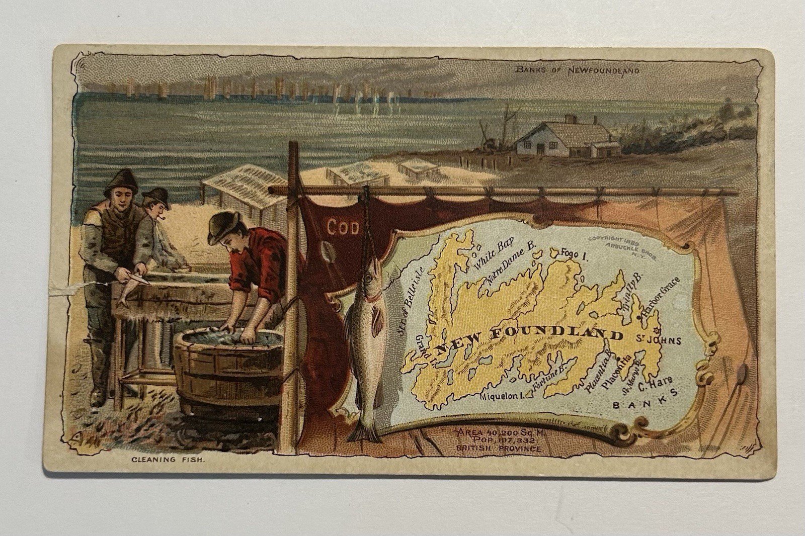 1889 Arbuckle Coffee Trade Card No 77 Newfoundland Map & Fish Cleaning Vignette 1889 Arbuckle Coffee Trade Card No 77 Newfoundland Map & Fish Cleaning Vignette