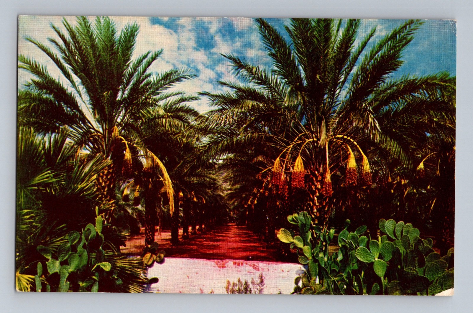 Date Grove Coachella Valley Near Indio California Postcard Petley Studios 1965