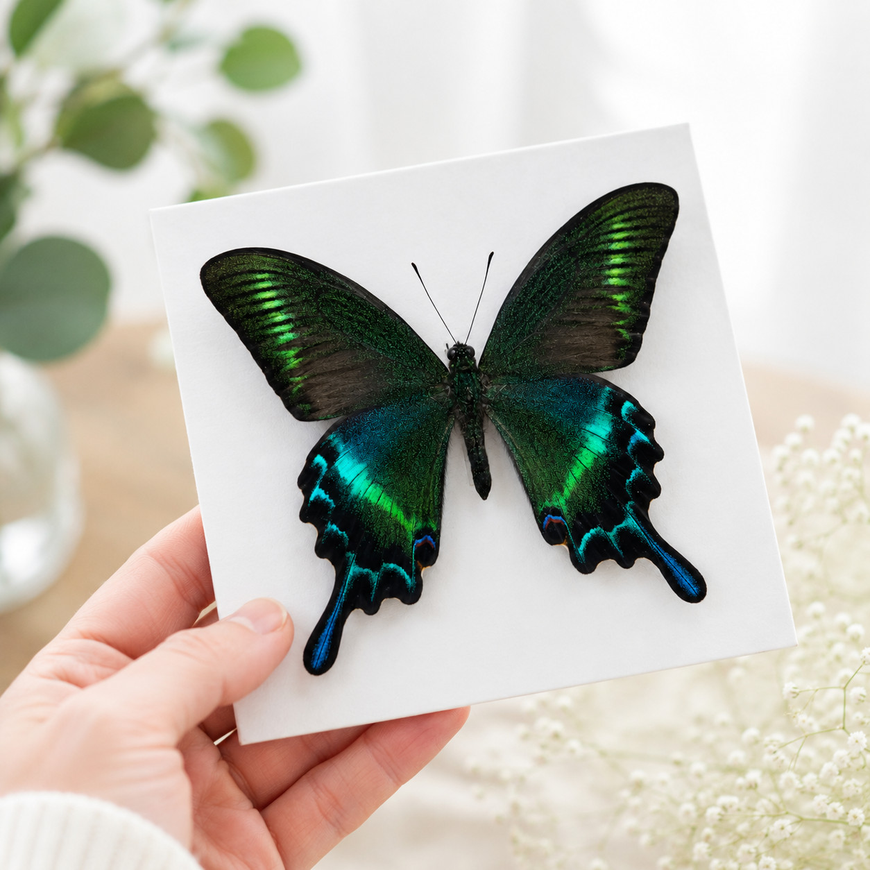 10 Real Papilio maackii Butterfly Specimens 9cm Spread Wings DIY A1-A-
