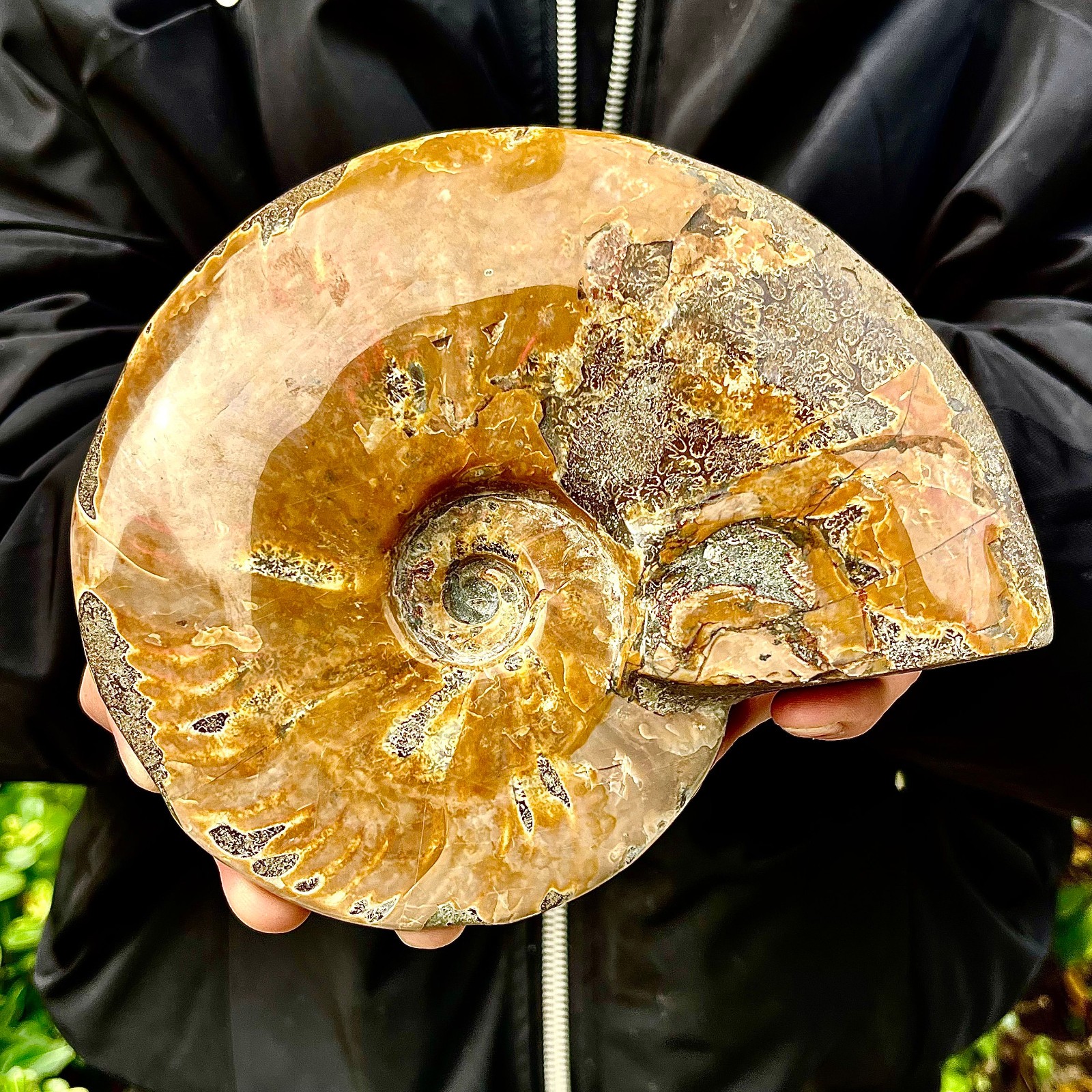 2.55LB Rare natural polished Natural conch fossil specimens of Madagascar