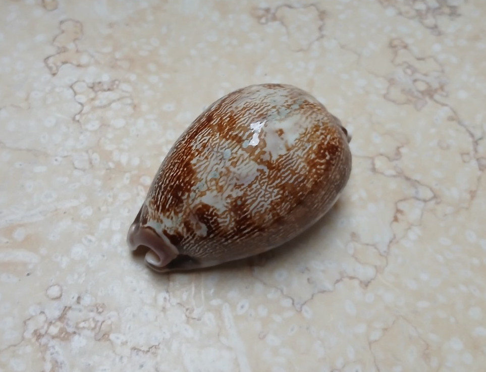 F Cypraea rosea mappa singularis 67mm F++++F+++ rare red sea shell  glossy