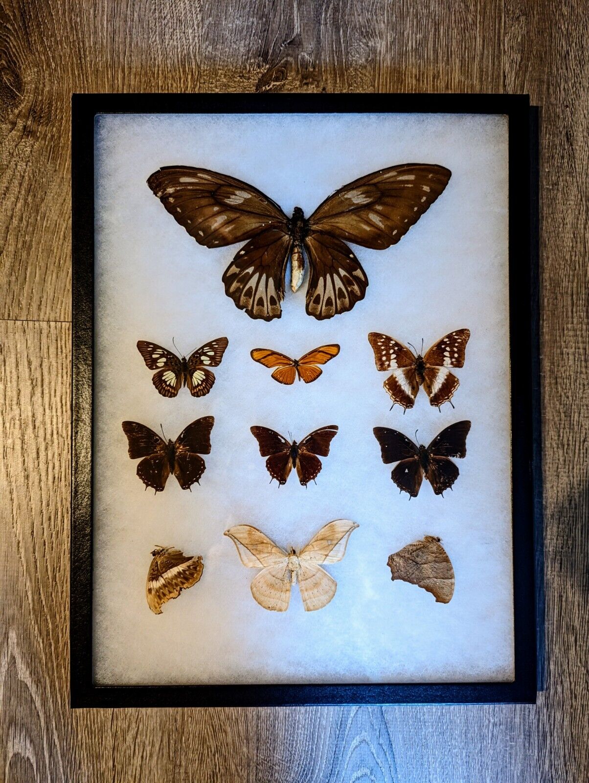 Antique Taxidermy Butterfly Mount Decor BM#22. Butterfly/Moths from around world